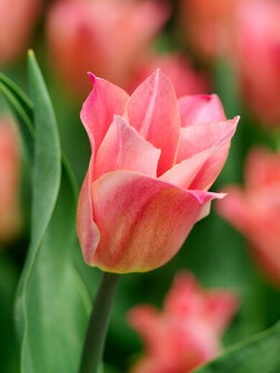 Tulp bloembollen, Miss Elegance