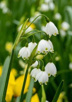 Zomerklokje Bloembollen, Leucojum aestivum (Grootverpakking)