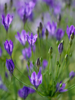 Triteleia bloembollen, Brodiaea Corrina