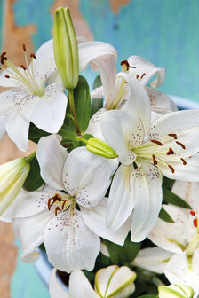 Lelie bloembollen, Lilium Asiatic White