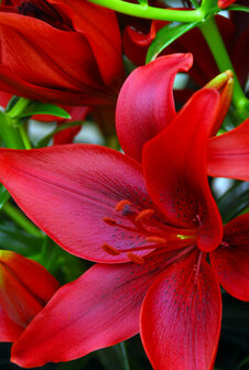 Lelie bloembollen, Lilium Asiatic Red