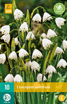 Zomerklokje bloembollen kopen, Leucojum aestivum | Moestuinland