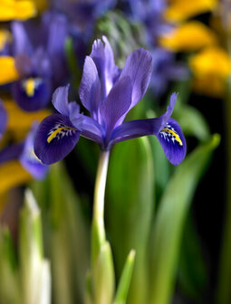 Iris Bloembollen, Harmony Blauw