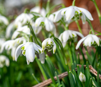 Sneeuwklokje Bloembollen, Galanthus Flore pleno