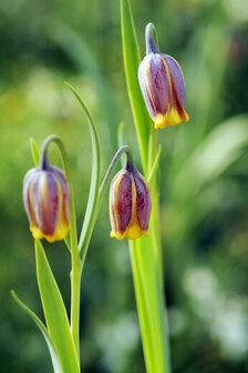 Fritillaria bloembollen, uva-vulpis