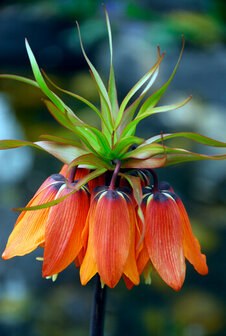 Keizerskroon bloembol, Fritillaria Imperialis Rubra