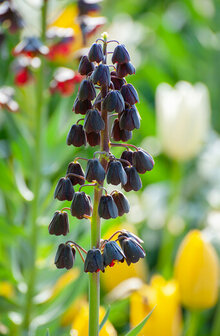 Keizerskroon Bloembol, Perzische (Fritillaria persica)