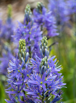 Camassia bloembollen, leichtlinii Caerulea