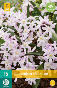 Chionodoxa bloembollen, Sneeuwroem Pink Giant rosea| Moestuinland