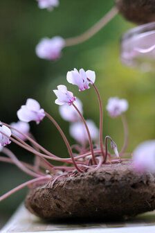 Cyclamen bloembollen, Hederifolium