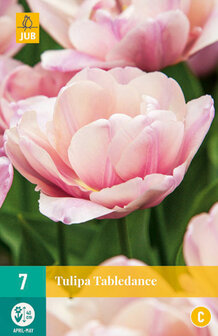 Tulp bloembollen kopen, Tabledance | Moestuinland