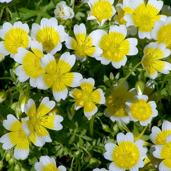 Moerasbloem zaden, Spiegeleitje