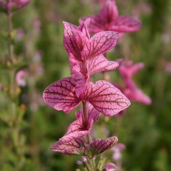 Gearderde bloem van de roze bonte salie (Salvia bio) | Moestuinland