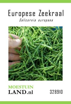 Zeekraal zaden kopen, Europese (Salicornia europaea | Moestuinland.nl