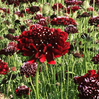 Sfeerimpressie duifkruid zaden Scabiosa | Moestuinland