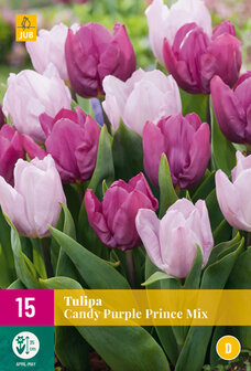 Tulp bloembollen kopen, Candy Prince (tulpenmix) | Moestuinland