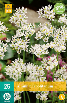 Allium bloembollen kopen, Allium neapolitanum | Moestuinland