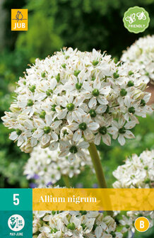 Allium nigrum bloembollen kopen | Moestuinland