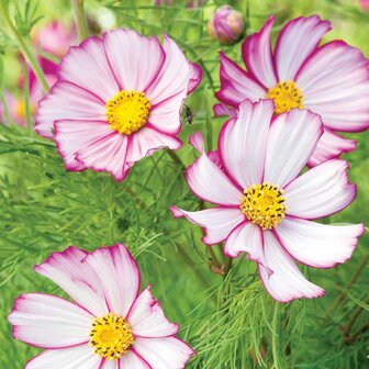 Sfeerimpressie bijzondere cosmea bloemen wit met roze rand | Moestuinland