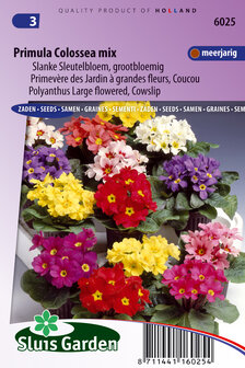 Primula zaden kopen, Colossea mix Sleutelbloemen | Moestuinland