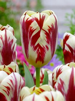 Tulp bloembollen kopen, Grand Perfection | Moestuinland