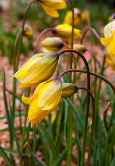 Tulipa sylvestris sfeerimpressie van deze tulpen | Moestuinland