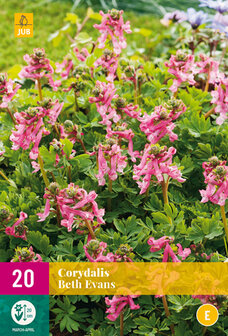 Corydalis bloembollen kopen, Beth Evans | Moestuinland