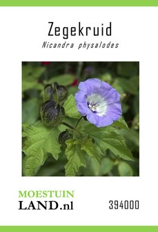 Zegekruid zaden kopen, Nicandra physalodes | Moestuinland