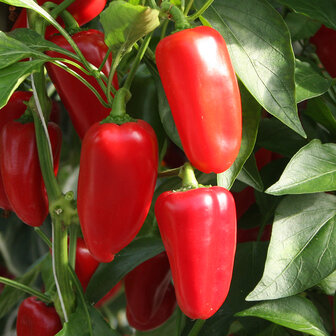 Biologische zaden voor de kweek van rode snackpaprika | Moestuinland