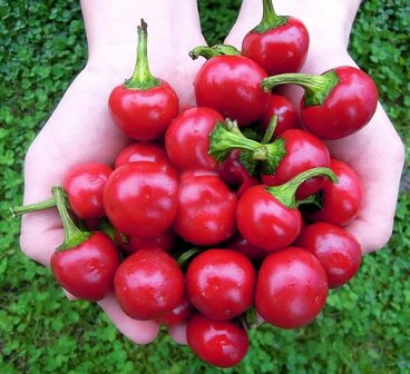 Scherpe rode ronde pepers kweken in de moestuin | Moestuinland