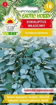 Eucalyptus zaden kopen, globulus (Blauwe Gomboom) | Moestuinland