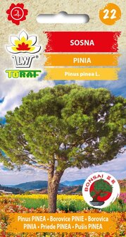 Parasolden zaden kopen, Pinus pinea (Pinia) Bonsai | Moestuinland