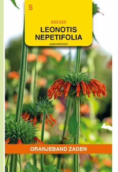 Leeuwenoor zaden, Leonotis nepetifolia