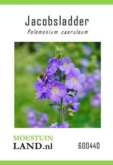 Jacobsladder zaden kopen, Polemonium caeruleum | Moestuinland