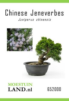 Chinese Jeneverbes zaden bestellen, Juniperus chinensis | Moestuinland.nl