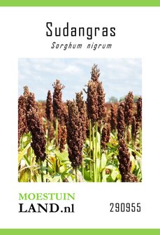 Sudan gras zaad bestellen, Sorghum nigrum (Kafferkoren) | Moestuinland.nl