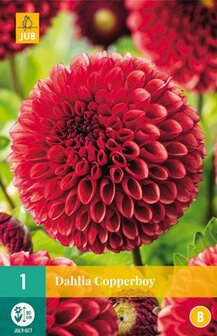 Copperboy Dahlia knol | Moestuinland.nl