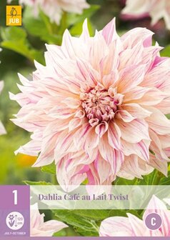 Cafe au Lait Twist dahlia knollen kopen | Moestuinland.nl