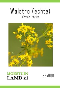 Walstro zaden, Echte (Galium)
