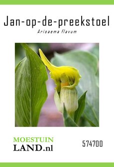 Jan op de preekstoel zaden, Arisaema conanguineum (Cobralelie) | Moestuinland