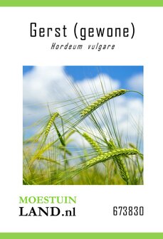 Gerst zaaien, Gewone Gerst zaad (Hordeum vulgare) | Moestuinland.nl