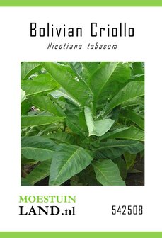 Bolivian Criollo rooktabak tabaksplant zaad bestellen | Moestuinland.nl