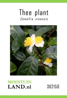 Theeplant zaden bestellen, Camellia sinensis | Moestuinland.nl