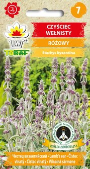 Wollige Andoorn zaden kopen, Ezelsoor of Berenoren (Stachys byzantina) | Moestuinland.nl