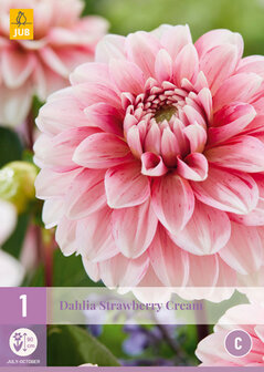 Strawberry Cream dahlia knol bestellen | Moestuinland.nl