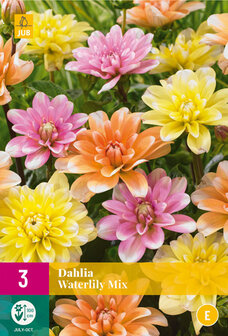 Dahlia mix dahliaknollen kopen, Waterlily | Moestuinland.nl