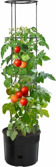 Sfeerimpressie groeitoren voor de kweek van tomaten in pot | Moestuinland.nl