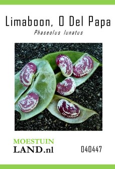 Limaboon zaden kopen, Lima bonen kweken (Olifantsboon) | Moestuinland.nl
