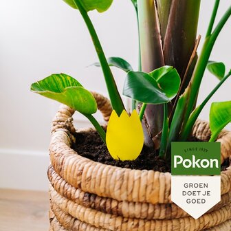 Vangplaatjes tegen potgrondvliegjes | Moestuinland.nl