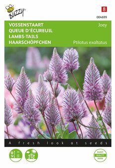 Vossenstaart zaden kopen, Ptilotus ex